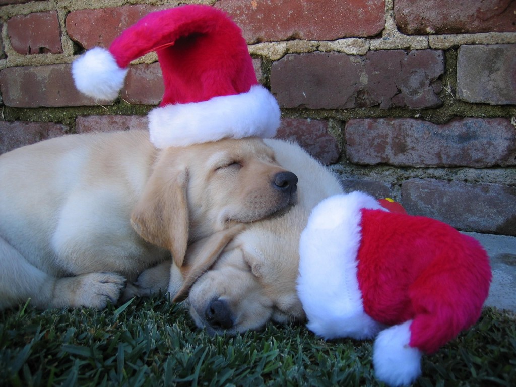 lab_xmas_pups