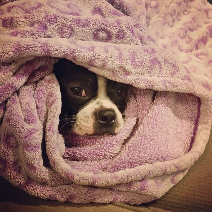 Funny Dog Puppy Wrapped In Blanket 4k Wallpaper Hd Wallpapers Images