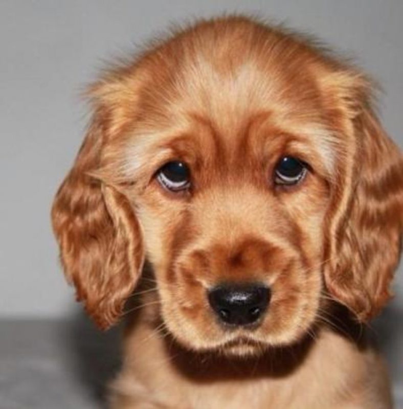 Cute Puppy Dog Eyes That Will Melt Your Heart Dog Fancast,Best Ceramic Cookware 2020