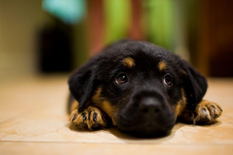 Cute-Puppy-Dont-Leave-Him-800x533