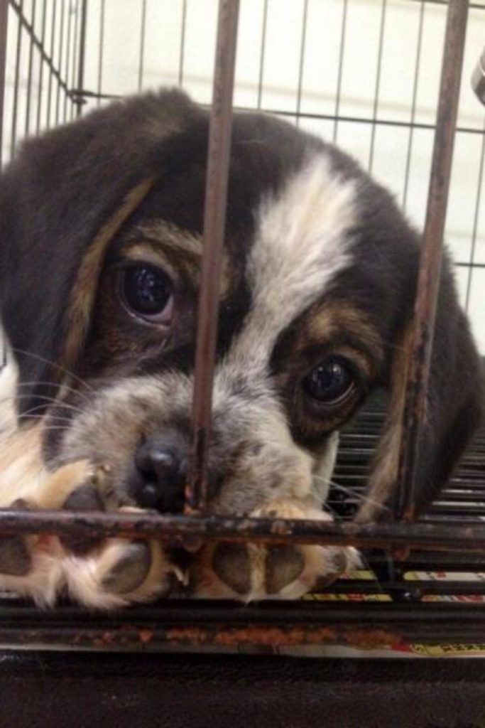 Puppy-Eyes-in-the-cage-683x1024