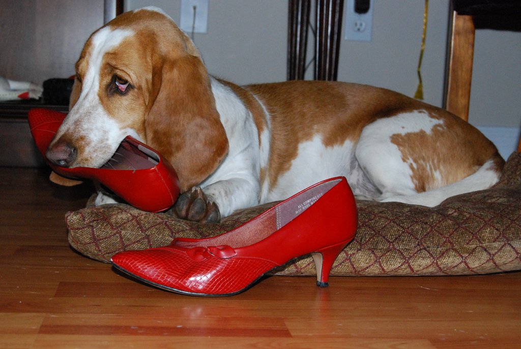 Image result for dogs and tons of shoes