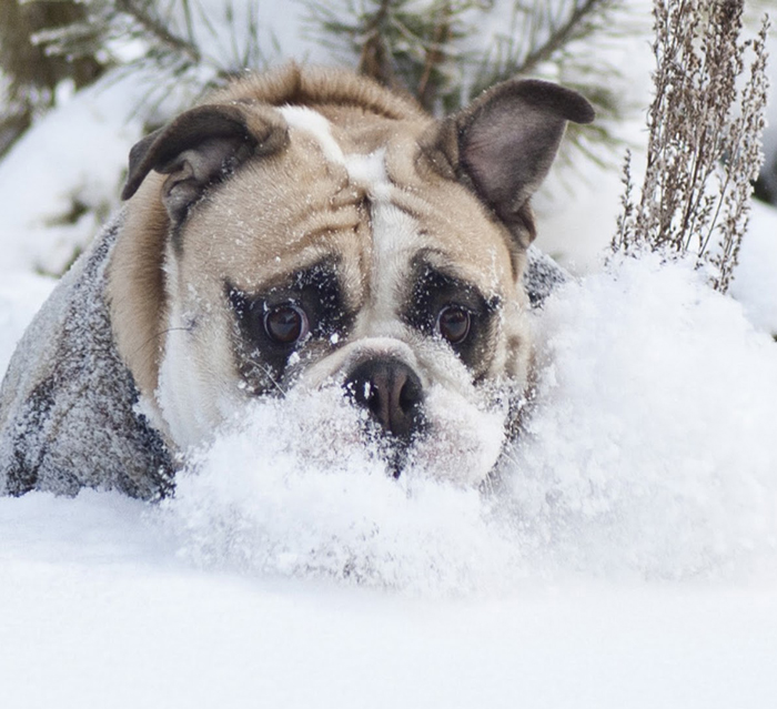 Collection 98+ Pictures how long can a dog play in the snow Full HD, 2k, 4k