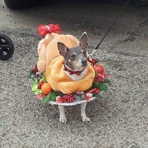 These 5 Dogs Dressed As Turkeys Wish You A Happy Thanksgiving - Dog Fancast