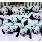 It's Thursday, lets all take a mental break and look at a pile of adorable baby pandas. Feel better?