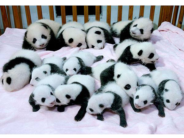 It’s Thursday, lets all take a mental break and look at a pile of adorable baby pandas. Feel better?