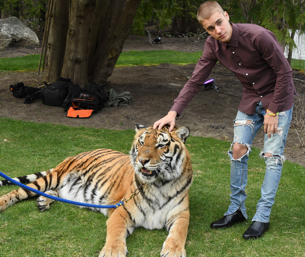 Justin Bieber with tiger