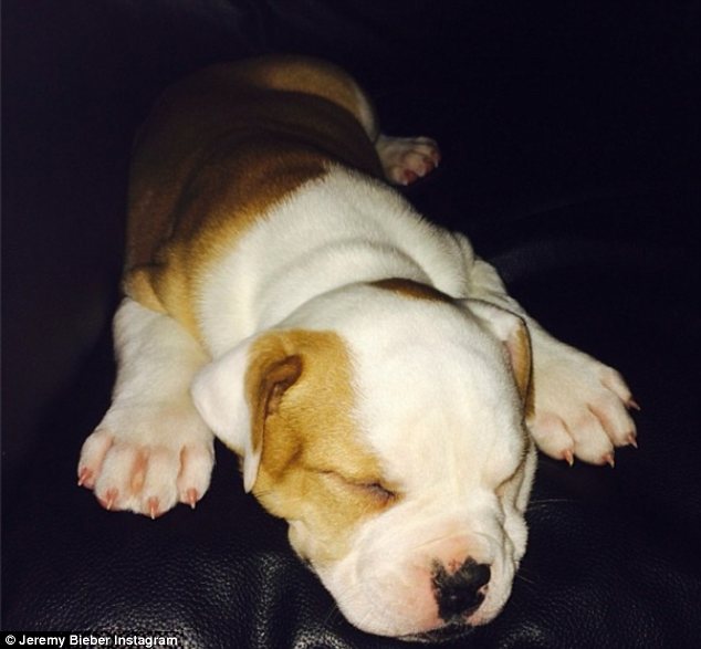 Justin Bieber cannot resist the puppy in the window