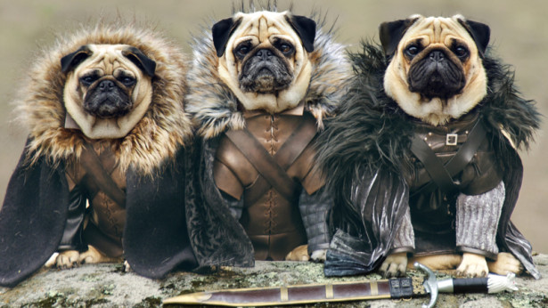 Game of Thrones: Pugs of the 7 Kingdoms!