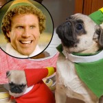 'Elf' Gets the Pug Treatment