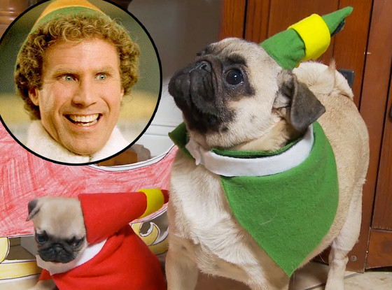 ‘Elf’ Gets the Pug Treatment