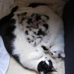 Dual Mothering!! Two cats gave birth about the same time, and are now happy to mother together - #adorable