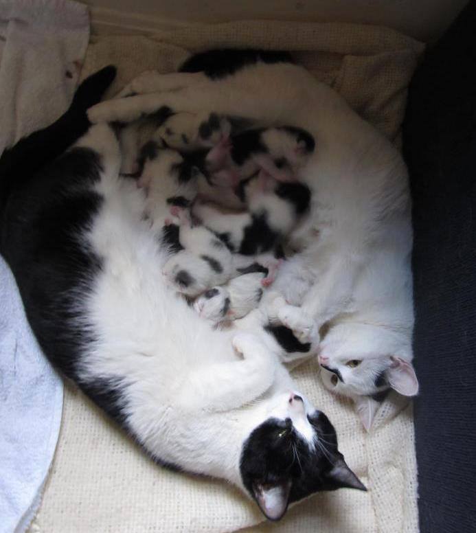 Dual Mothering!! Two cats gave birth about the same time, and are now happy to mother together – #adorable