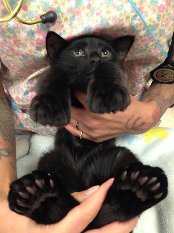 Please tell me this is the Cat with the BIGGEST PAWS you have ever seen!?!?!  Unbelievable and super cute :)