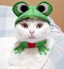 Frog Kitty