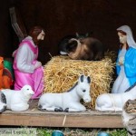 What a good spot!! Feral cats find warm shelter in a nativity scene in Brooklyn