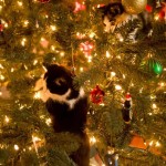 Who else can't keep their cats out of their Christmas tree? Send us your pic of their naughtiness :)