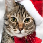 Great xmas tree cat pics everyone! Thanks for sharing :)
We've found another Xmas kitty below - they just somehow look extra cute at Xmas