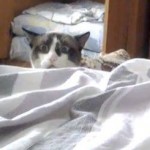 The Peeking Kitty Cat - imagine waking up to this look every morning. Worth a watch :)
