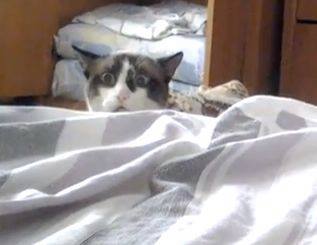 The Peeking Kitty Cat – imagine waking up to this look every morning. Worth a watch :)