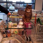 Check out the pics of Supermarket Cat Brutus - who greets customers and is simply the resident supermarket cat in the UK