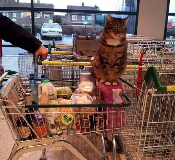 Check out the pics of Supermarket Cat Brutus – who greets customers and is simply the resident supermarket cat in the UK