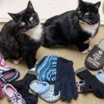 Meet Eric and Ernie the two cat burglars....with some of their stolen goods