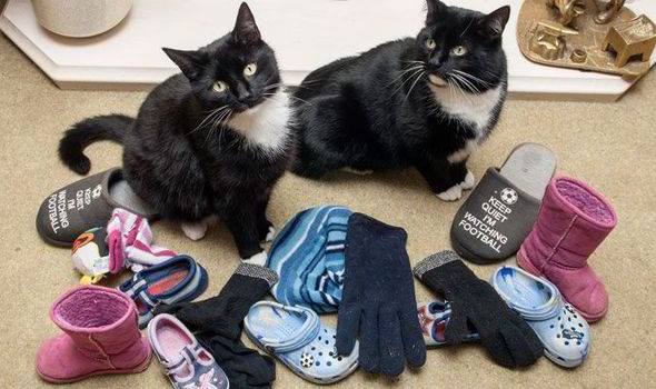 Meet Eric and Ernie the two cat burglars….with some of their stolen goods