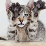Fascinating Facts about Cat Paws - have a read :)