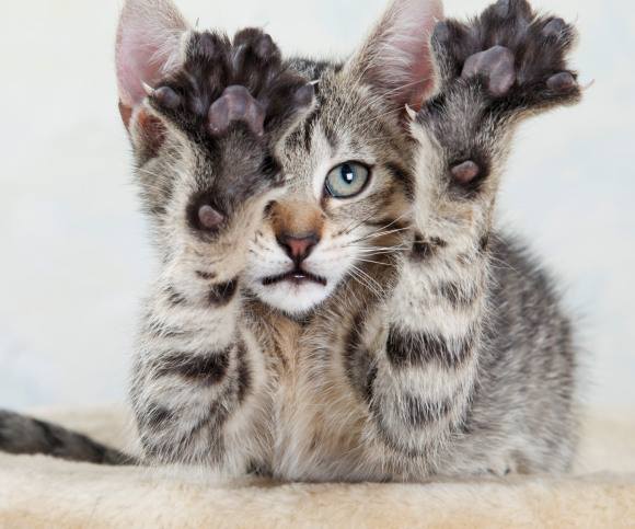 Fascinating Facts about Cat Paws – have a read :)