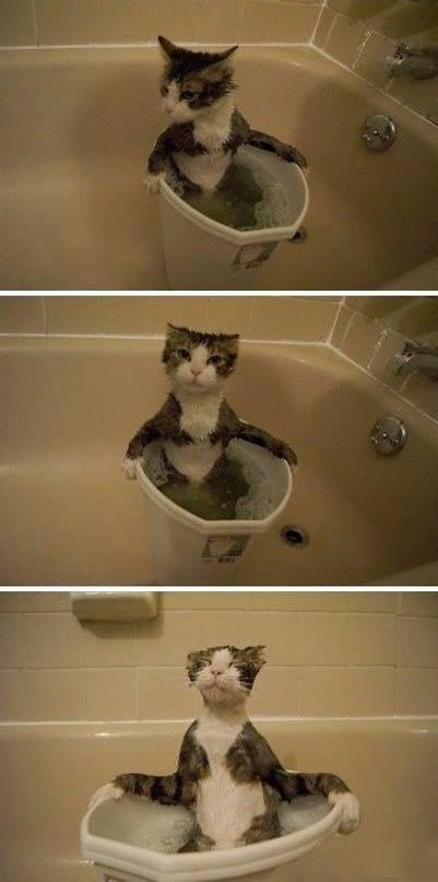 Some cats appear to LOVE water – Who knew??