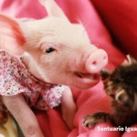 Kitten and Baby Pig are best buddies. . .