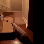 Cute Kitty can't resist the laser pointer...takes the ride of his life . . .