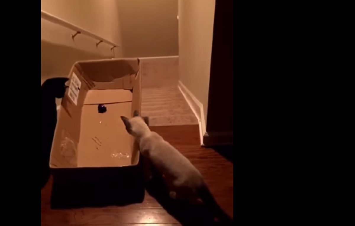 Cute Kitty can’t resist the laser pointer…takes the ride of his life . . .