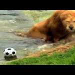 Lion shows off his soccer skills