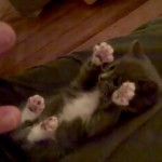 Playful Kitty Gets Surpised