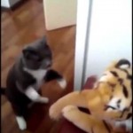 Cat beats up a Stuffed Tiger