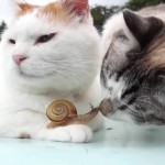 Zen Cat loves snails