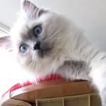 Adorable Ragdoll Cats