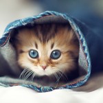 Cutest Kittens Video Compilation