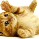 5 of the Funniest Kittens