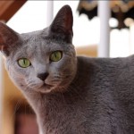 russian blue