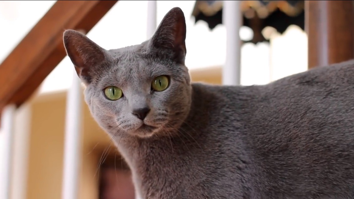 russian blue