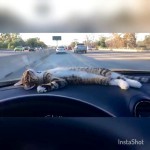 dashboard cat