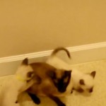 ninja kittens