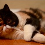 exotic shorthair