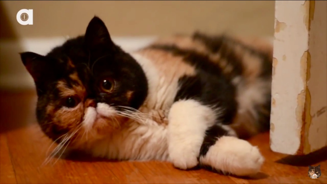 exotic shorthair