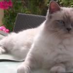 birman cats