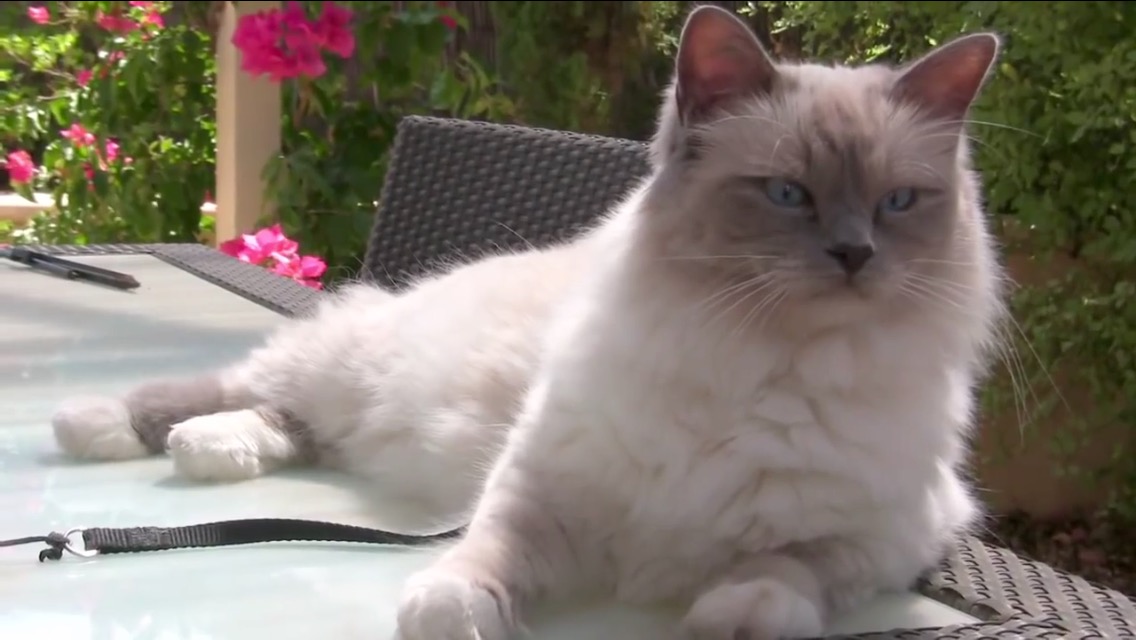 birman cats