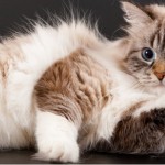 What You Didn't Know About Your Cat